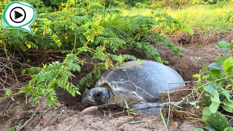 Environnement : Les pontes de tortues en Guyane menacées ?