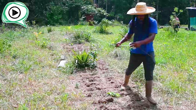 Ce projet consiste à permettre aux jeunes de l’Ouest guyanais de (re)découvrir le travail de la terre et la connaissance des plantes.