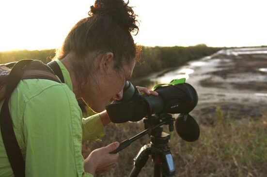 Les oiseaux des anciennes rizières de Mana Une observation fascinante