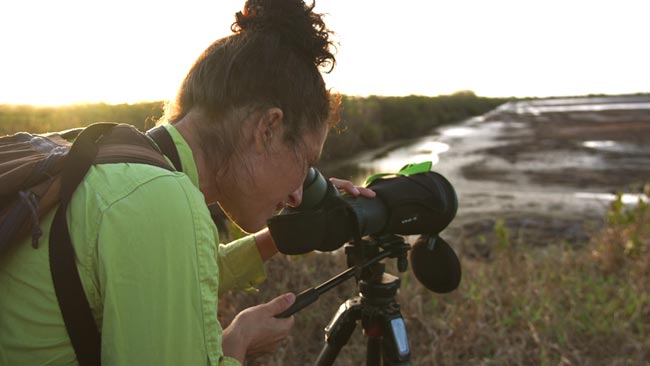 Les oiseaux des anciennes rizières de Mana Une observation fascinante