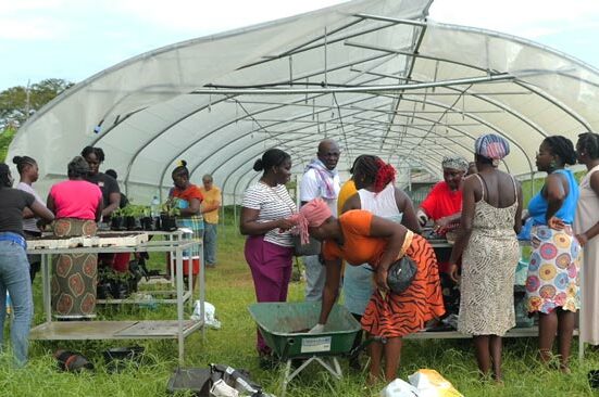 Comment atteindre la souveraineté alimentaire en Guyane ?