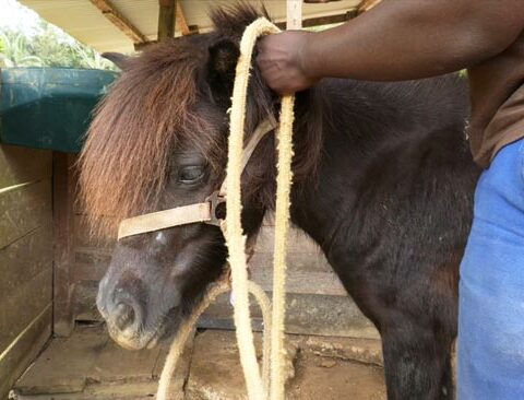Le centre équestre Kawalé