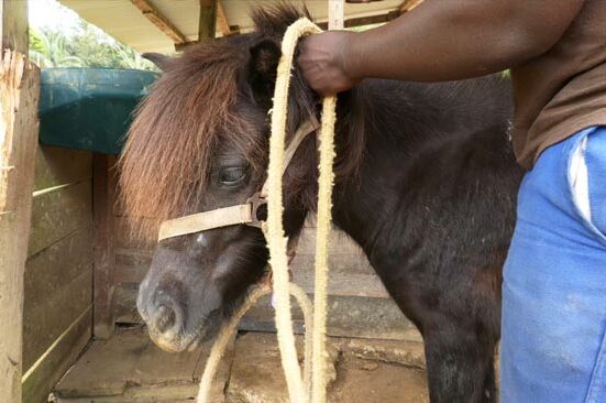 Le centre équestre Kawalé