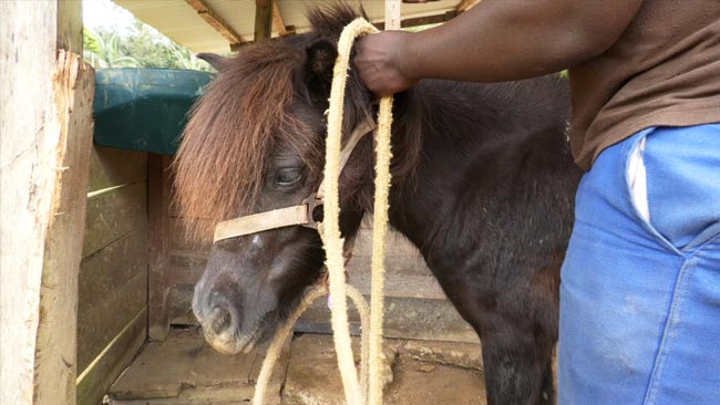 Le centre équestre Kawalé