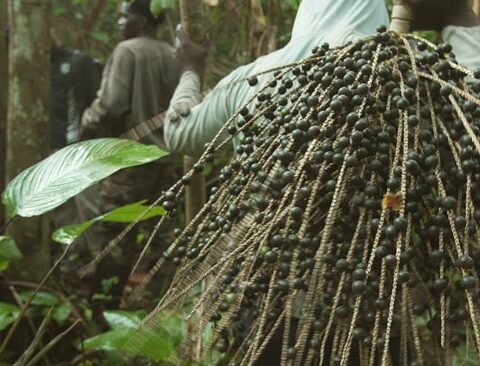 Wassai : Le Trésor Caché des Palmiers d'Amazonie