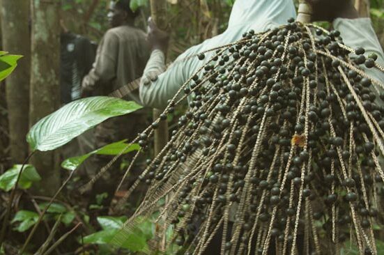 Wassai : Le Trésor Caché des Palmiers d'Amazonie