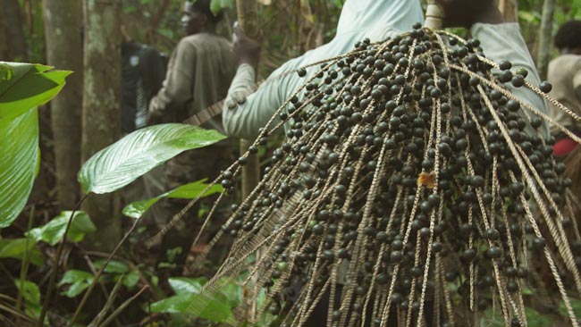 Wassai : Le Trésor Caché des Palmiers d'Amazonie