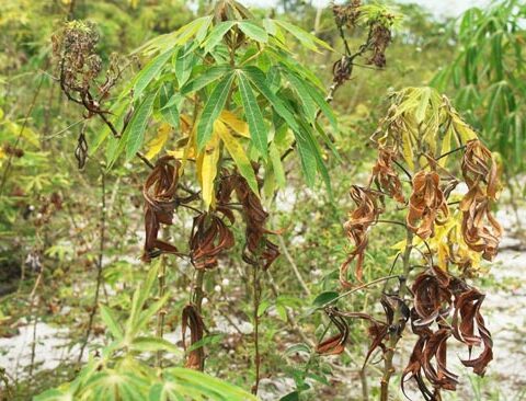 Le manioc en danger : une menace invisible décryptée