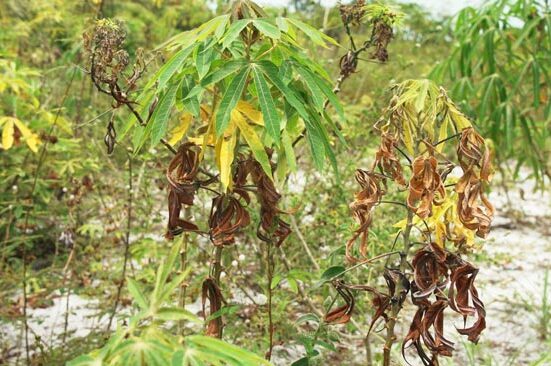Le manioc en danger : une menace invisible décryptée