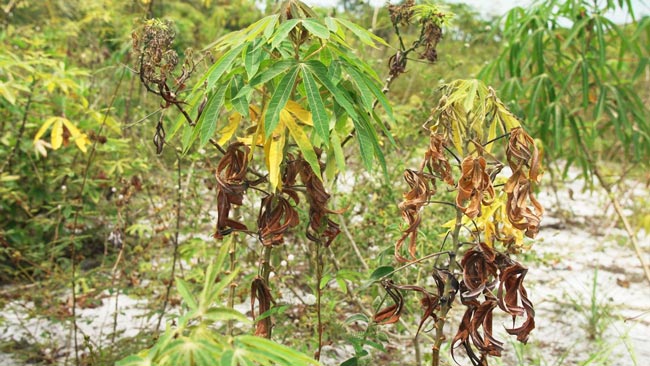 Le manioc en danger : une menace invisible décryptée