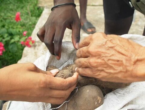 Le circuit court pour nourrir les enfants de Guyane