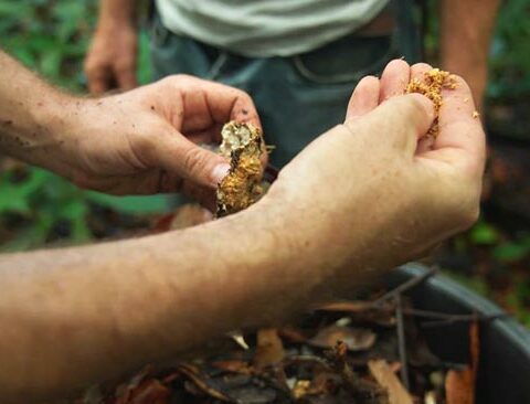 Un groupe d'une dizaine d'exploitants agricoles guyanais ont été formés à fabriquer un fertilisant agricole 100% naturel, appelé le Lifofer.