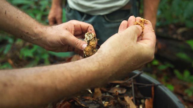 Un groupe d'une dizaine d'exploitants agricoles guyanais ont été formés à fabriquer un fertilisant agricole 100% naturel, appelé le Lifofer.